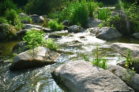 Peaceful landscape with forest, river, plants and stones in Ukraineの写真素材