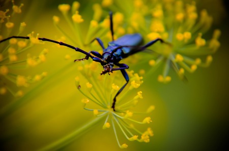 Black beetle Cerambyx cerdo sitting on a flower dillの写真素材