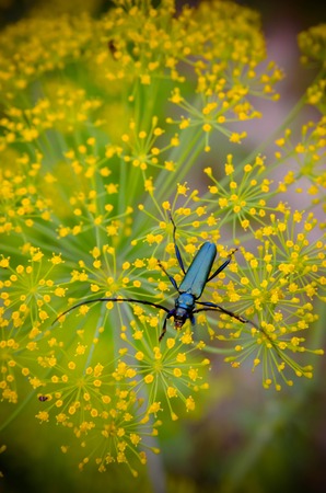 Black beetle Cerambyx cerdo sitting on a flower dillの写真素材