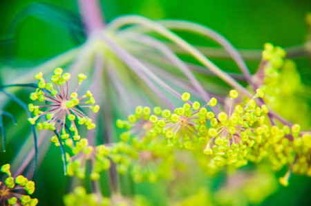 Black beetle Cerambyx cerdo sitting on a flower dillの写真素材