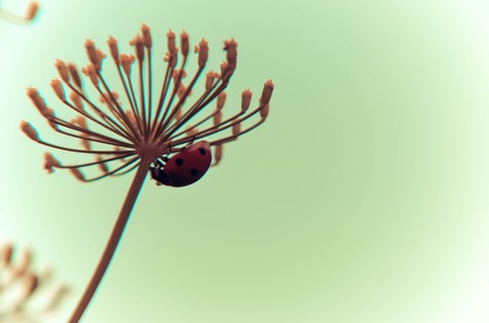 Black and red beetle Cerambyx cerdo sitting on a flower dillの写真素材