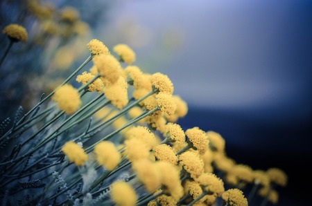 vintage photo of many wild meadow sift yellow flowers on dark field and sky background. Outdoor evening mystery photo of spring floraの写真素材