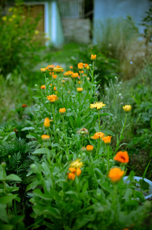 Flowerbed with Orange and Yellow Marigolds Calendula in a Walled Kitchen Garden near the Rural Village in Ukraineの写真素材