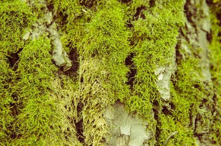 green moss background texture beautiful in natureの写真素材