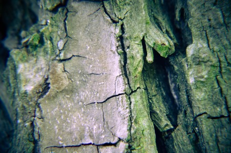Bark of Pine Tree in the Ukrainian Forestの写真素材