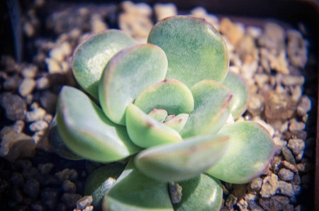Green plant Echeveria on table indoor photoの写真素材