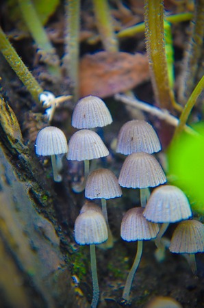 Tiny wild white mushrooms growing on the tree closeupの写真素材