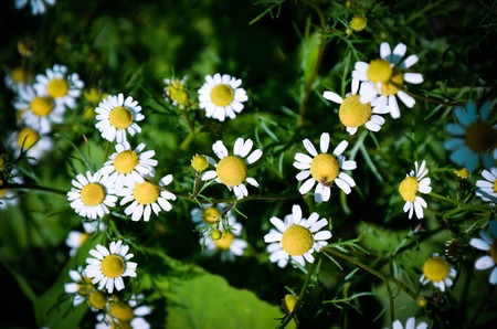 Field of Camomile Matricaria recutita . Background summerの写真素材