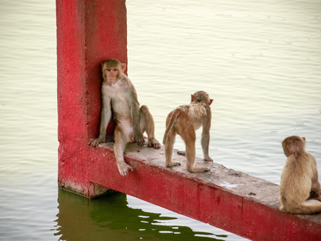 Indian monkeys sleeping near water at hot summer dayの写真素材
