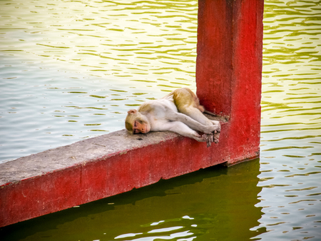 Indian monkeys sleeping near water at hot summer dayの写真素材