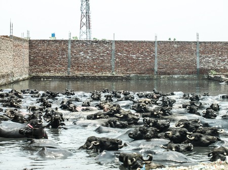 Water buffaloes having a bath in Amroha, Uttar Pradesh, India - 2011の写真素材