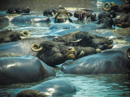 Water buffaloes having a bath in Amroha, Uttar Pradesh, India - 2011の写真素材