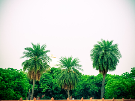 three palm trees and the blue sky in Indiaの写真素材