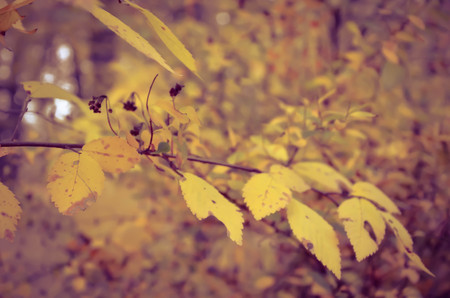 Beautiful natural autumn tree background. retro photo in yellow coloursの写真素材