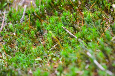 Bright green moss and forest ground macro shot