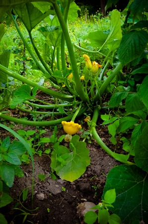 Baby Summer Squash. Patisson plant growing in the gardenの写真素材