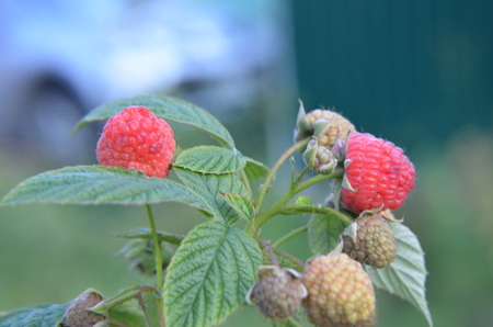 Close-up of the ripe raspberry in the garden