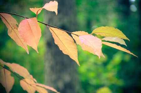 Autumn Orange Leaves on a branch in a parkの写真素材
