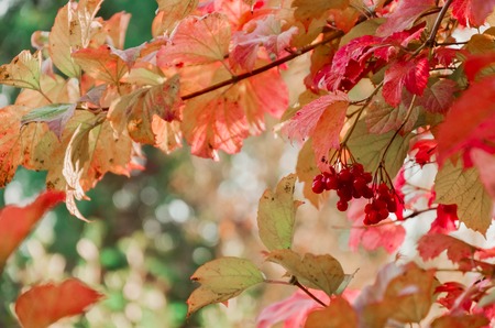 Red Viburnum berries in the tree at autumnの写真素材
