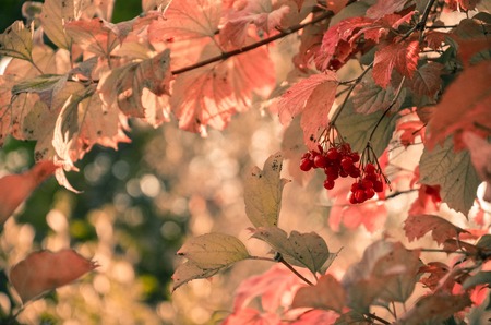 Red Viburnum berries in the tree at autumnの写真素材