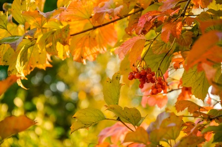Red Viburnum berries in the tree at autumnの写真素材