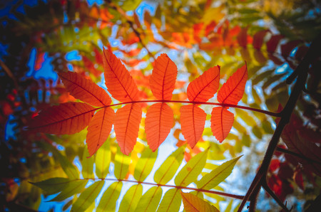 Autumn red rowan leaves on green nature background. Early autumn seasonの写真素材
