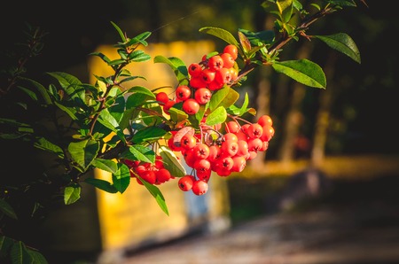 Close up of bright red pyracantha berries on tree in autumnの写真素材
