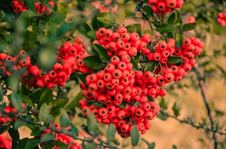 Close up of bright red pyracantha berries on tree in autumnの写真素材