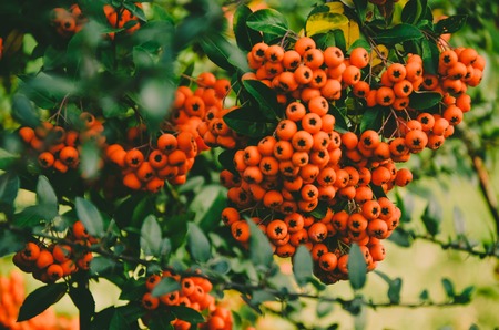 Close up of bright red pyracantha berries on tree in autumnの写真素材