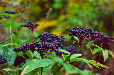 Branches of a plant of a black elder in the garden on blurred background.