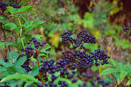 Branches of a plant of a black elder in the garden on blurred background.の写真素材