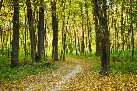 Sunlight in the autumn forest with yellow trees. Autumn landscapeの写真素材