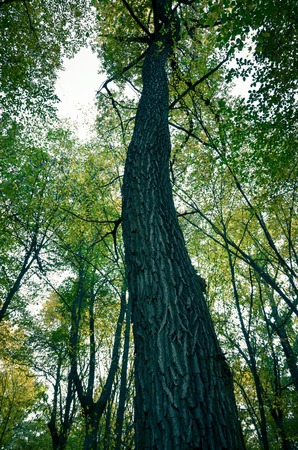 Big brown trunk and new green leaf of old tree in the forest