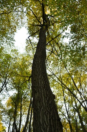 Big brown trunk and new green leaf of old tree in the forestの写真素材
