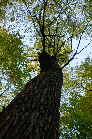 Big brown trunk and new green leaf of old tree in the forestの写真素材