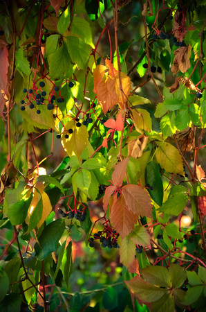 Branch of red autumn wild grape leaves and the tree barkの写真素材