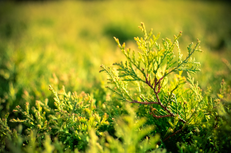 The branches of the cypress or Thuja closeup