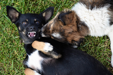 Dog and puppy playing in the summer on the green grass