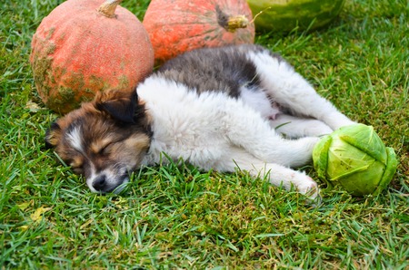 Puppy outdoors on the grass with pumpkin on a sunny dayの写真素材