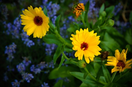 Calendulas flowers at green background at summer gardenの写真素材