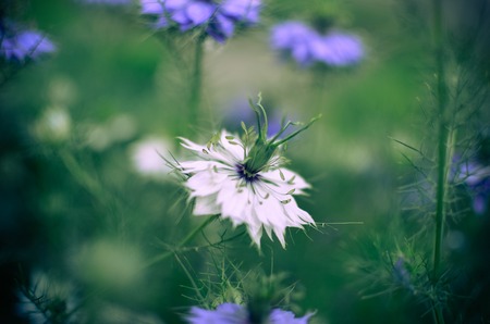 Nigella sativa - nature blue and white flowers, differential focus.の写真素材