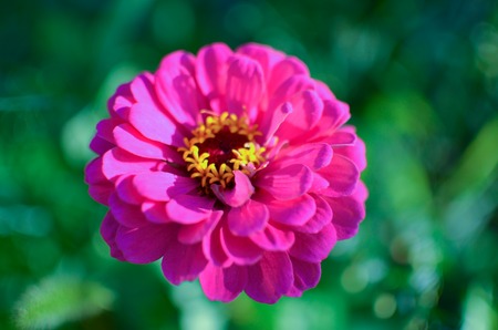 Zinnia elegans, youth-and-age,common zinnia, elegant zinnia in bloomの写真素材