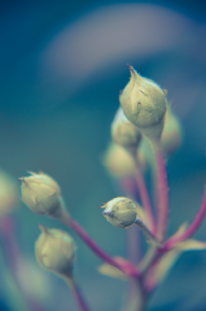 White rose bud on a garden background. New buds.の写真素材