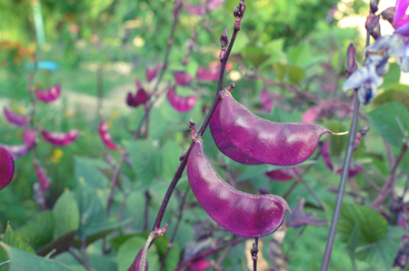Special heirloom purple green beansの写真素材
