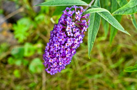 Buddleja davidii Butterfly Bush in bloom