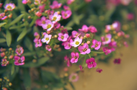 Beautiful pink flowers backgroundの写真素材