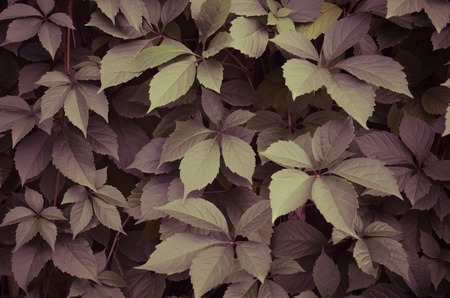 Parthenocissus wild grape green wall as backgroundの写真素材