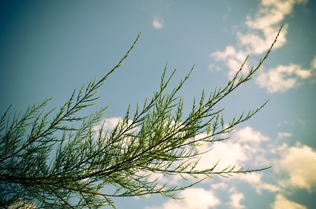 Tamarix meyeri Boiss bush in the garden against blue sky.の写真素材