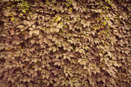 Parthenocissus wild grape green wall as backgroundの写真素材