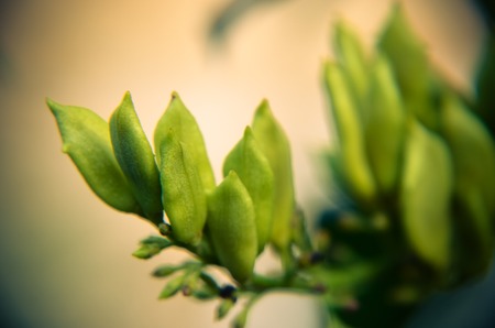 Lilac raw seeds on the branch in yellow coloursの写真素材
